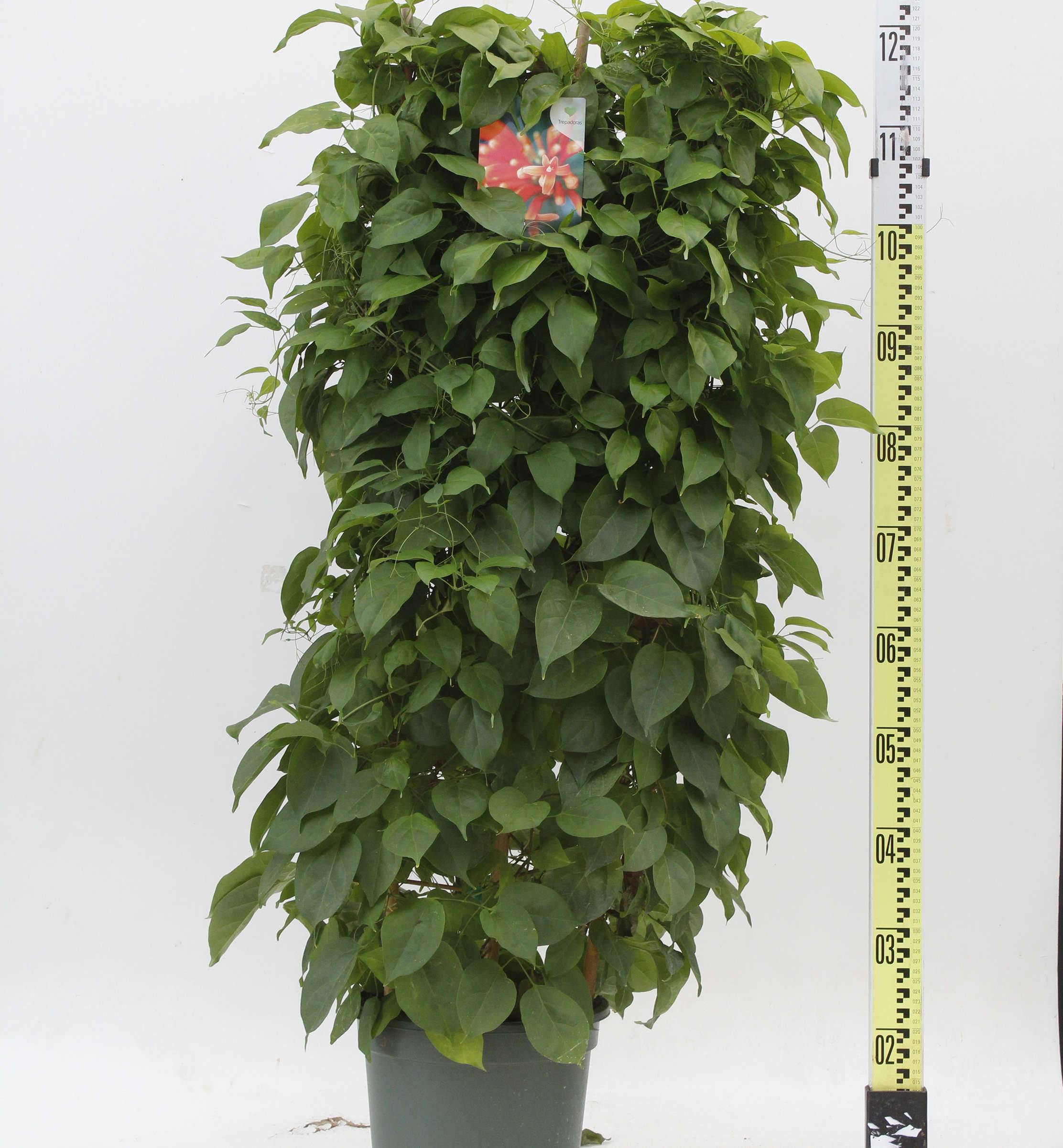 Sans Marque - Pyrostegia venusta (Liane de feu, liane aurore) Taille:Pot de 15L - 150/175cm - Image 3