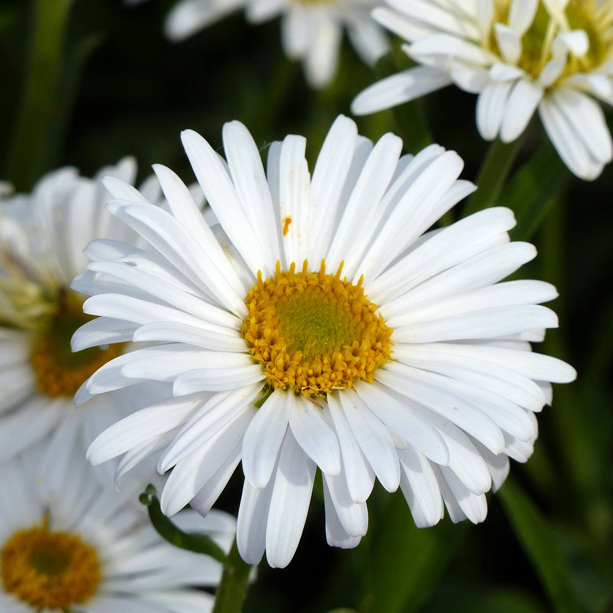 Promesse de Fleurs - Graines d'Aster des Alpes White Beauty - Aster alpinus le sachet de 150 graines environ (0,25g)