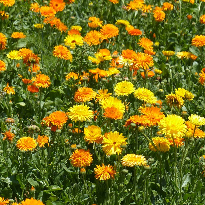 Promesse de Fleurs - Graines de Souci des jardins varié - Calendula officinalis le sachet de 300 graines environ (2,5g)
