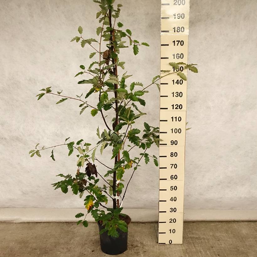 Sorbier, Alisier - Sorbus intermedia Brouwers Pot de 12L/15L, Tige - Image 2