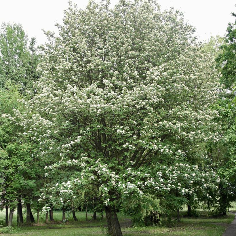 Promesse de Fleurs - Sorbier, Alisier - Sorbus intermedia Brouwers Pot de 12L/15L, Tige