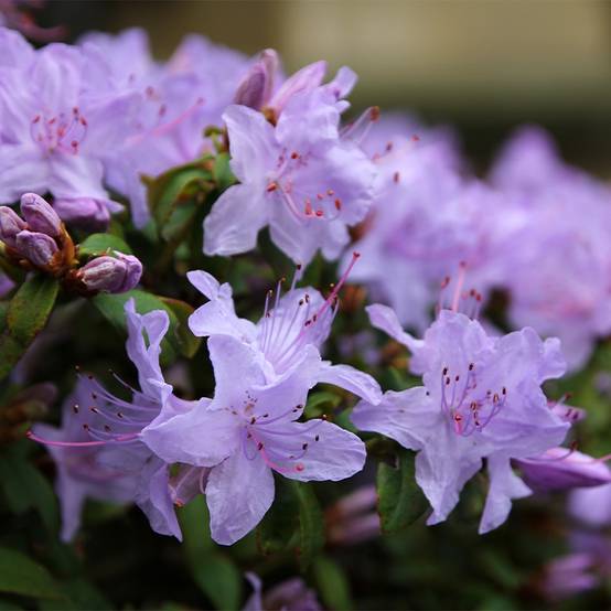 Rhododendron Blue Tit Pot de 2L/3L - Image 1