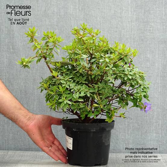 Rhododendron Blue Tit Pot de 2L/3L - Image 2