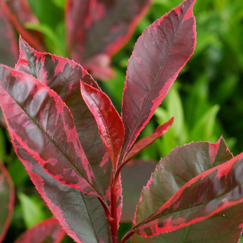 Photinia Louise® 'McLarlou' à fleurs Blanche - feuillage Persistant - Pot de 5L - 40/60 cm-  hauteur à maturité De 2,50 m à 3,00 m - Image 1