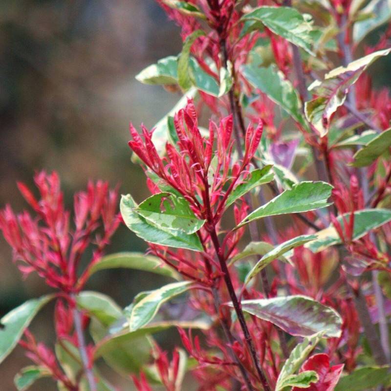 Photinia Louise® 'McLarlou' à fleurs Blanche - feuillage Persistant - Pot de 5L - 40/60 cm-  hauteur à maturité De 2,50 m à 3,00 m - Image 4