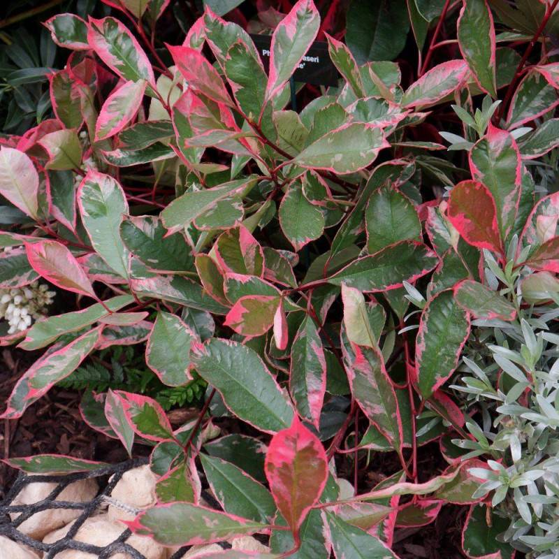 Photinia Louise® 'McLarlou' à fleurs Blanche - feuillage Persistant - Pot de 5L - 40/60 cm-  hauteur à maturité De 2,50 m à 3,00 m - Image 3