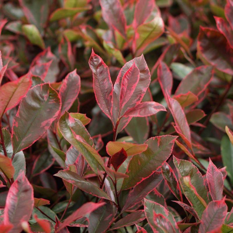 Photinia Louise® 'McLarlou' à fleurs Blanche - feuillage Persistant - Pot de 5L - 40/60 cm-  hauteur à maturité De 2,50 m à 3,00 m - Image 2