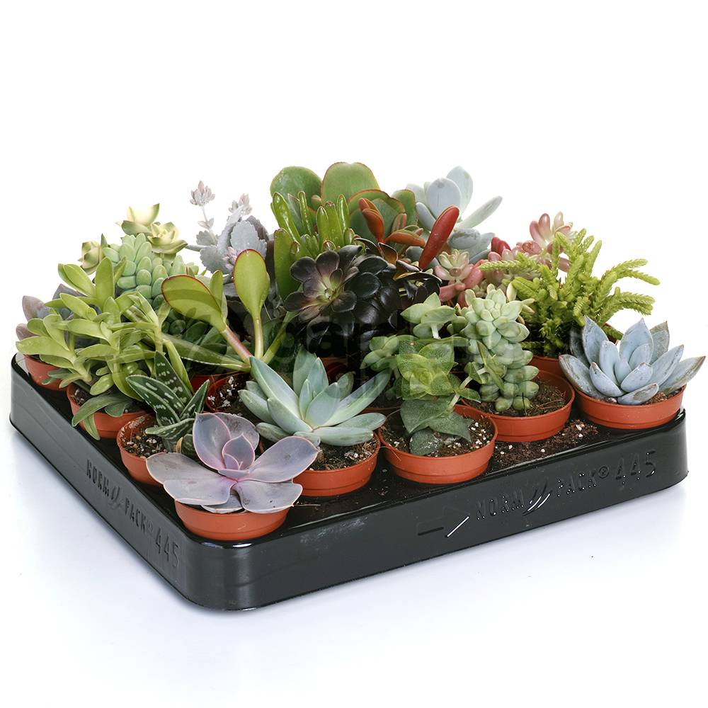 Gardenersdream - Mélange De Succulentes – 3 Plantes – Maison / Bureau Plante D’Intérieur En Pot Cadeau Parfait - GardenersDream - Imagen 2
