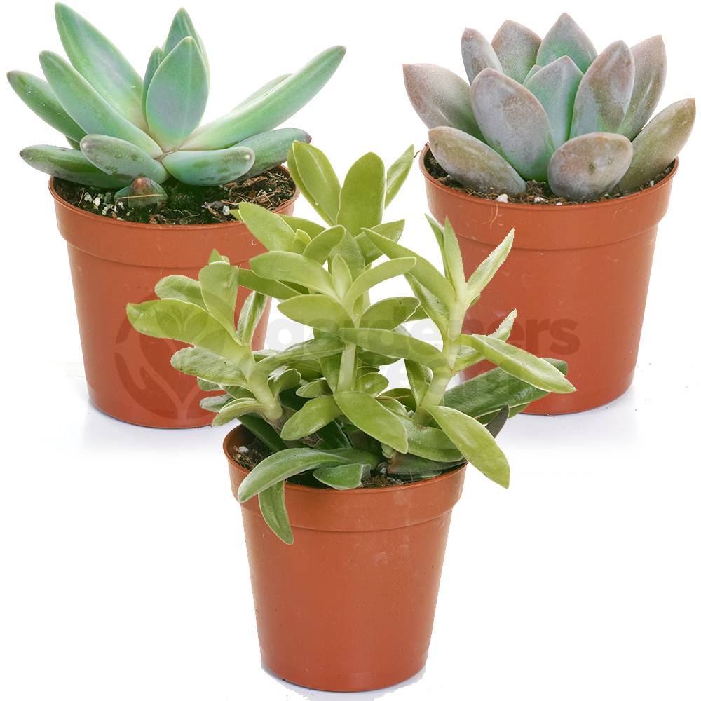 Gardenersdream - Mélange De Succulentes – 3 Plantes – Maison / Bureau Plante D’Intérieur En Pot Cadeau Parfait - GardenersDream - Imagen 1