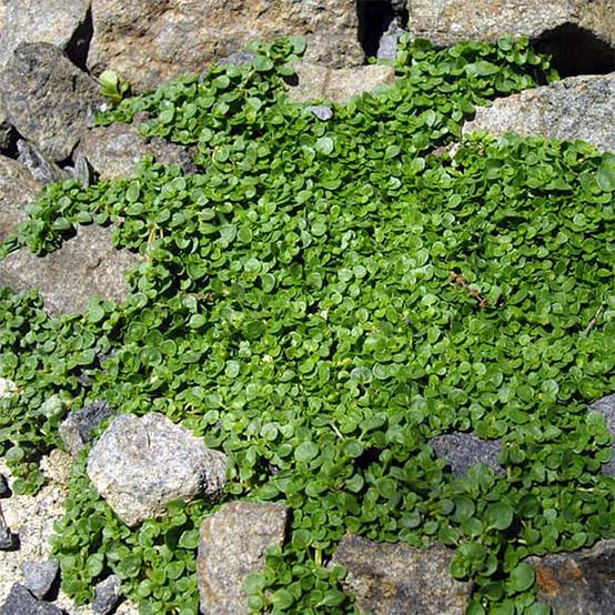 Menthe de Corse - Mentha requienii Godet de 8/9 cm