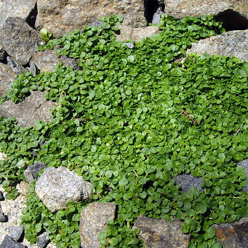 Menthe de Corse - Mentha requienii Godet de 8/9 cm