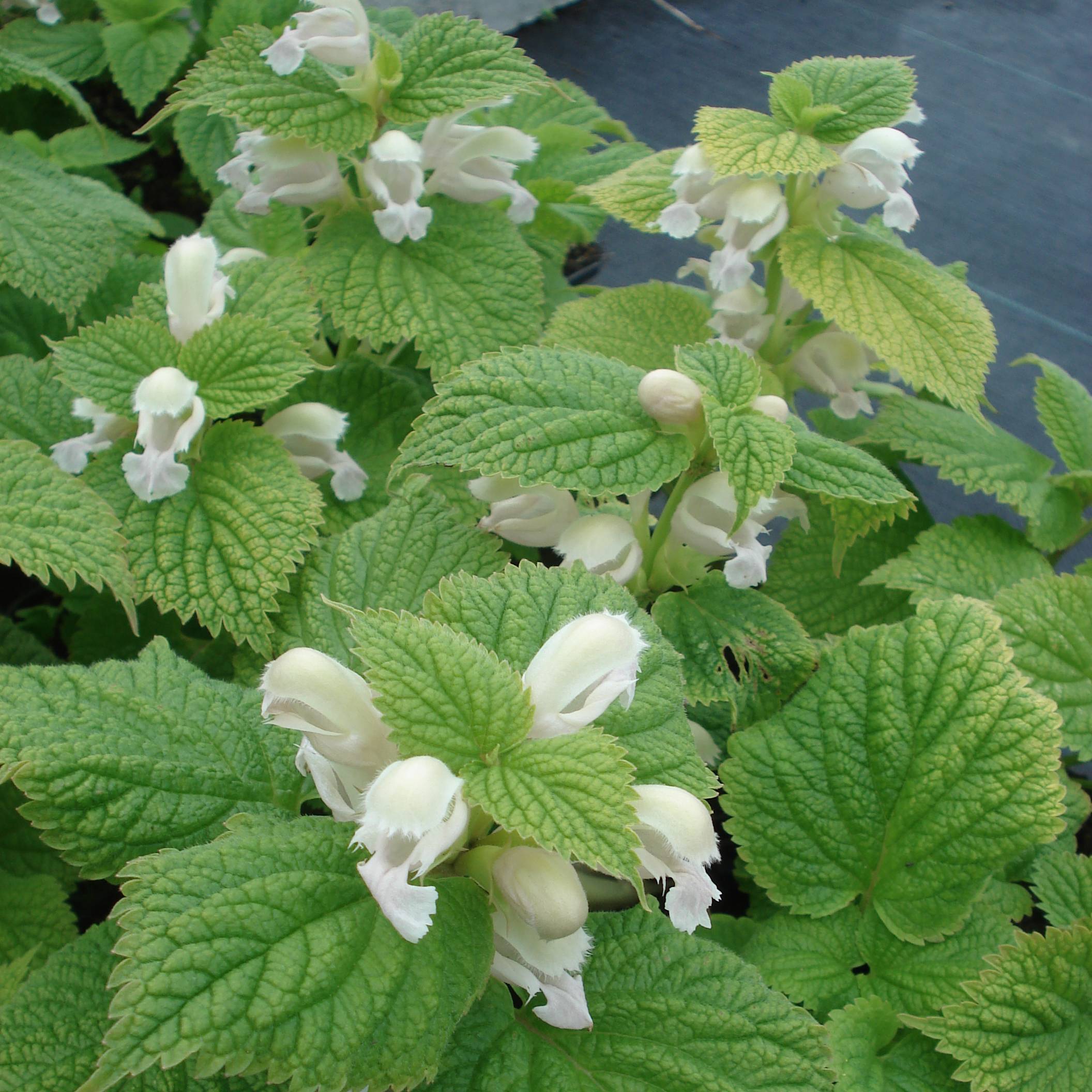 Lamium orvala Album - Lamier orvale Godet de 8/9 cm