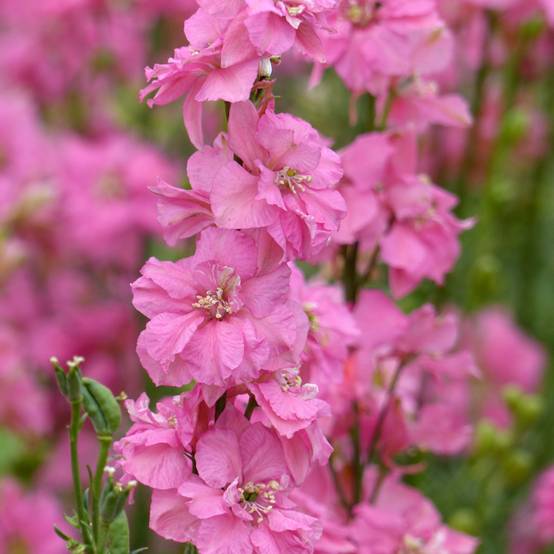 Graines de Delphinium Imperial QIS Rose - Pied d'alouette annuel le sachet de 300 graines environ (1g)