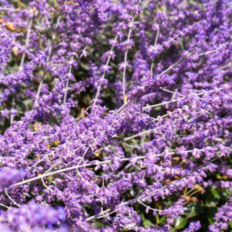Lavande de Russie 'Blue Spire' (Perovskia Atriplicifolia Blue Spire) - Godet 9cm - Pépinières Naudet - Imagen 1
