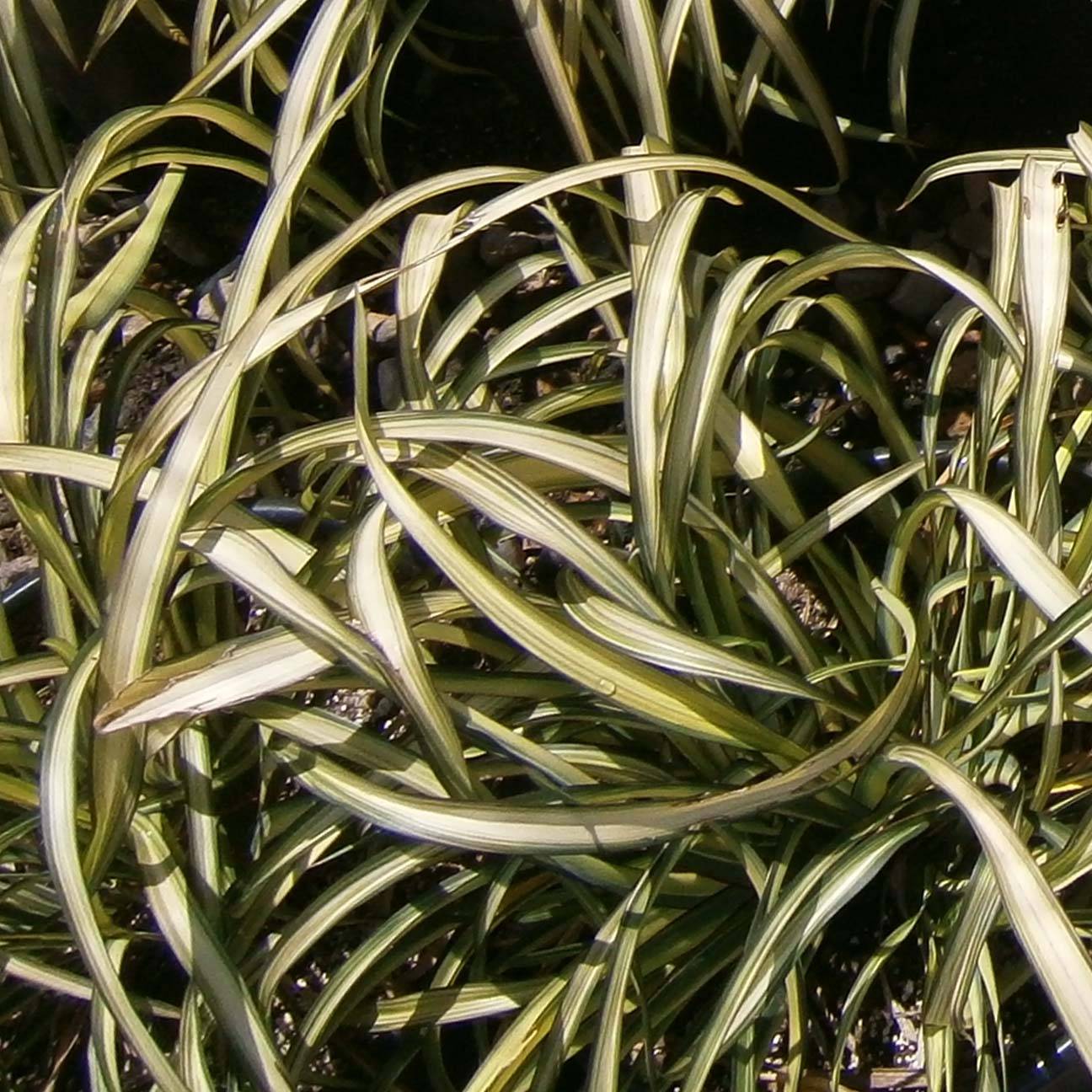 Promesse de Fleurs - Phormium cookianum Blondie - Lin de Nouvelle-Zélande Pot de 4L/5L