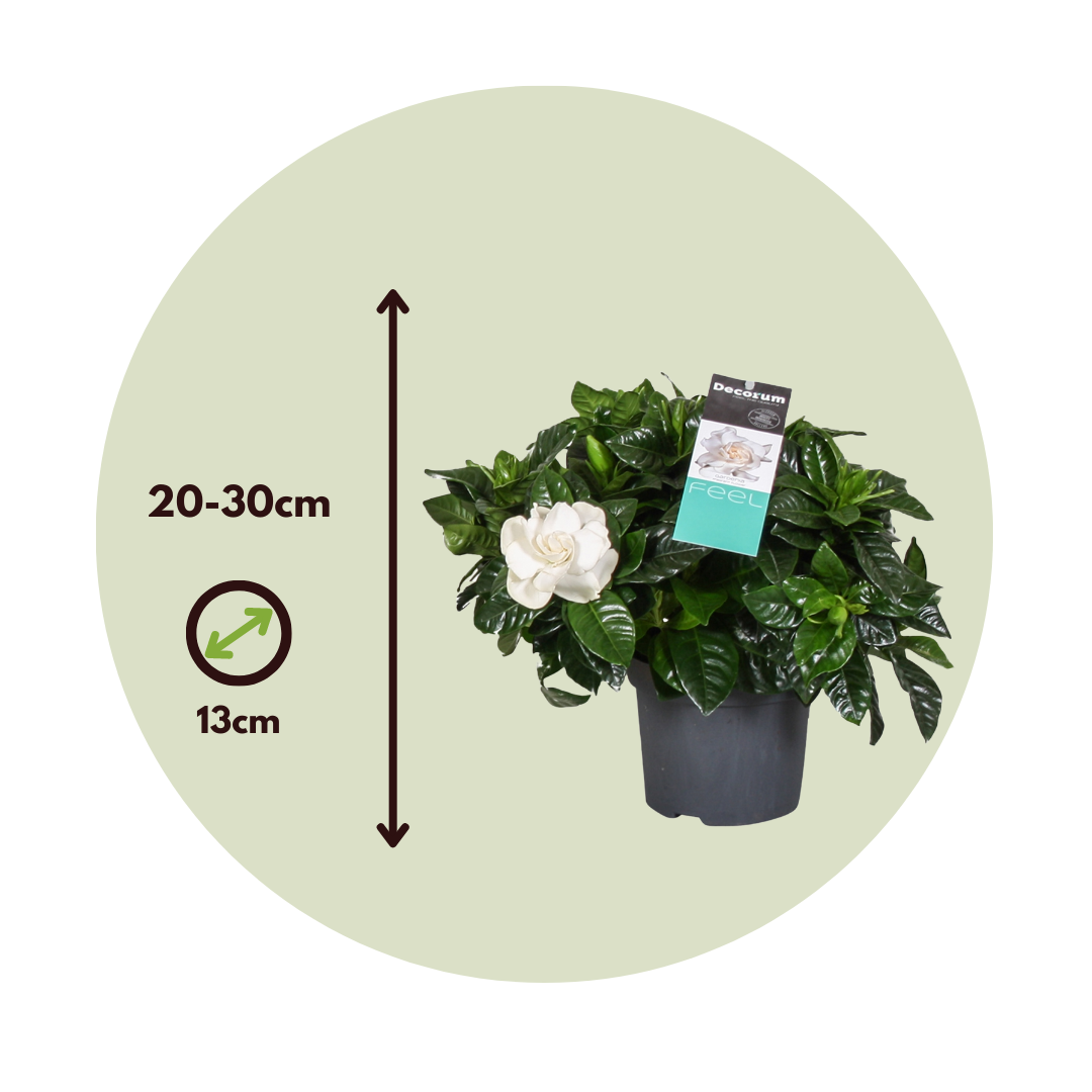 Jasmin du Cap - Set de 2 - Gardenia jasminoides - Hauteur 20-30cm - ⌀13cm - Image 6
