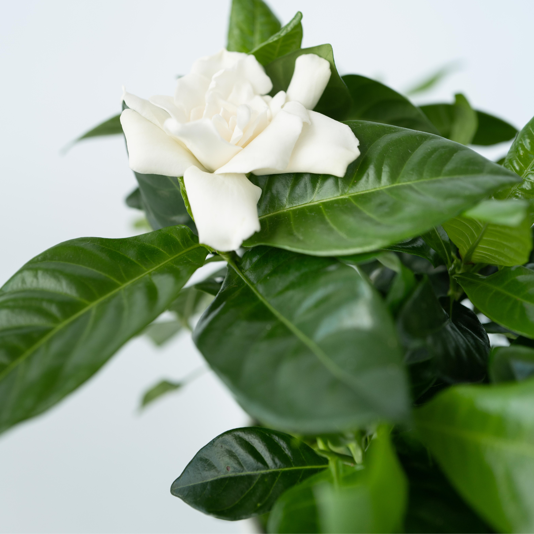 Jasmin du Cap - Set de 2 - Gardenia jasminoides - Hauteur 20-30cm - ⌀13cm - Image 4