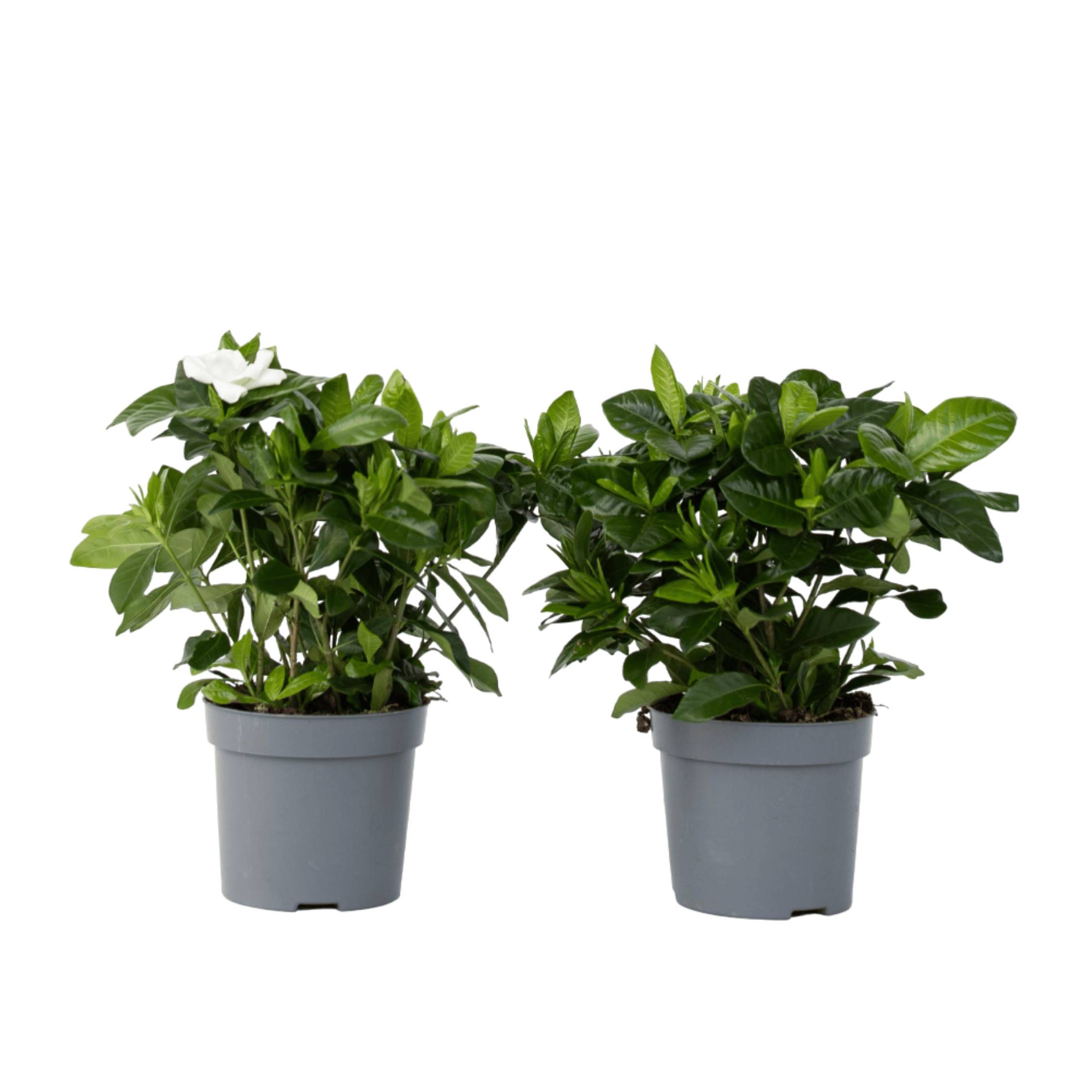Jasmin du Cap - Set de 2 - Gardenia jasminoides - Hauteur 20-30cm - ⌀13cm - Image 1