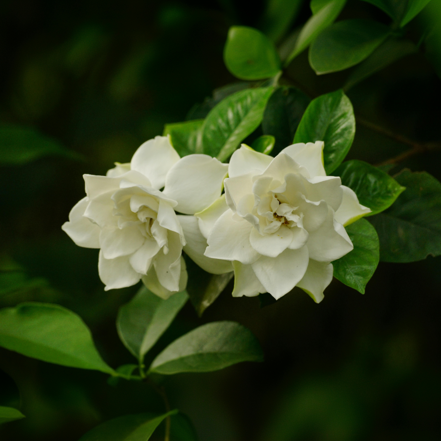 Jasmin du Cap - Set de 2 - Gardenia jasminoides - Hauteur 20-30cm - ⌀13cm - Image 5