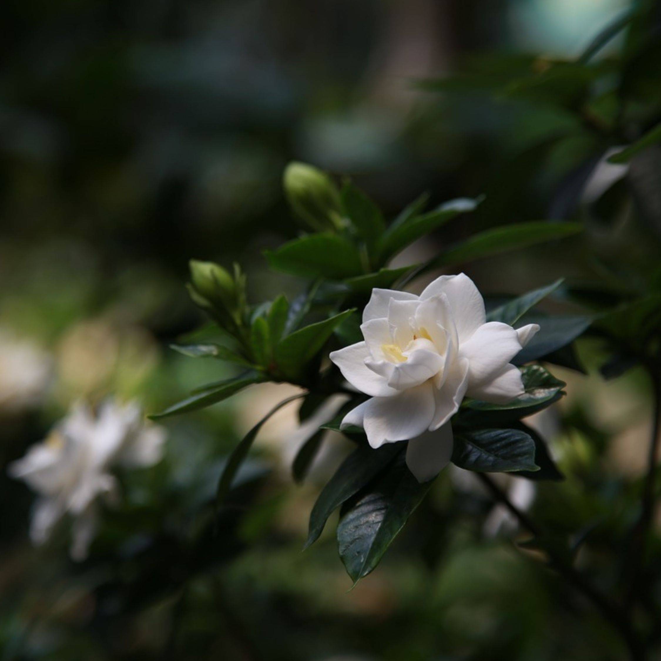 Jasmin du Cap - Set de 2 - Gardenia jasminoides - Hauteur 20-30cm - ⌀13cm - Image 2