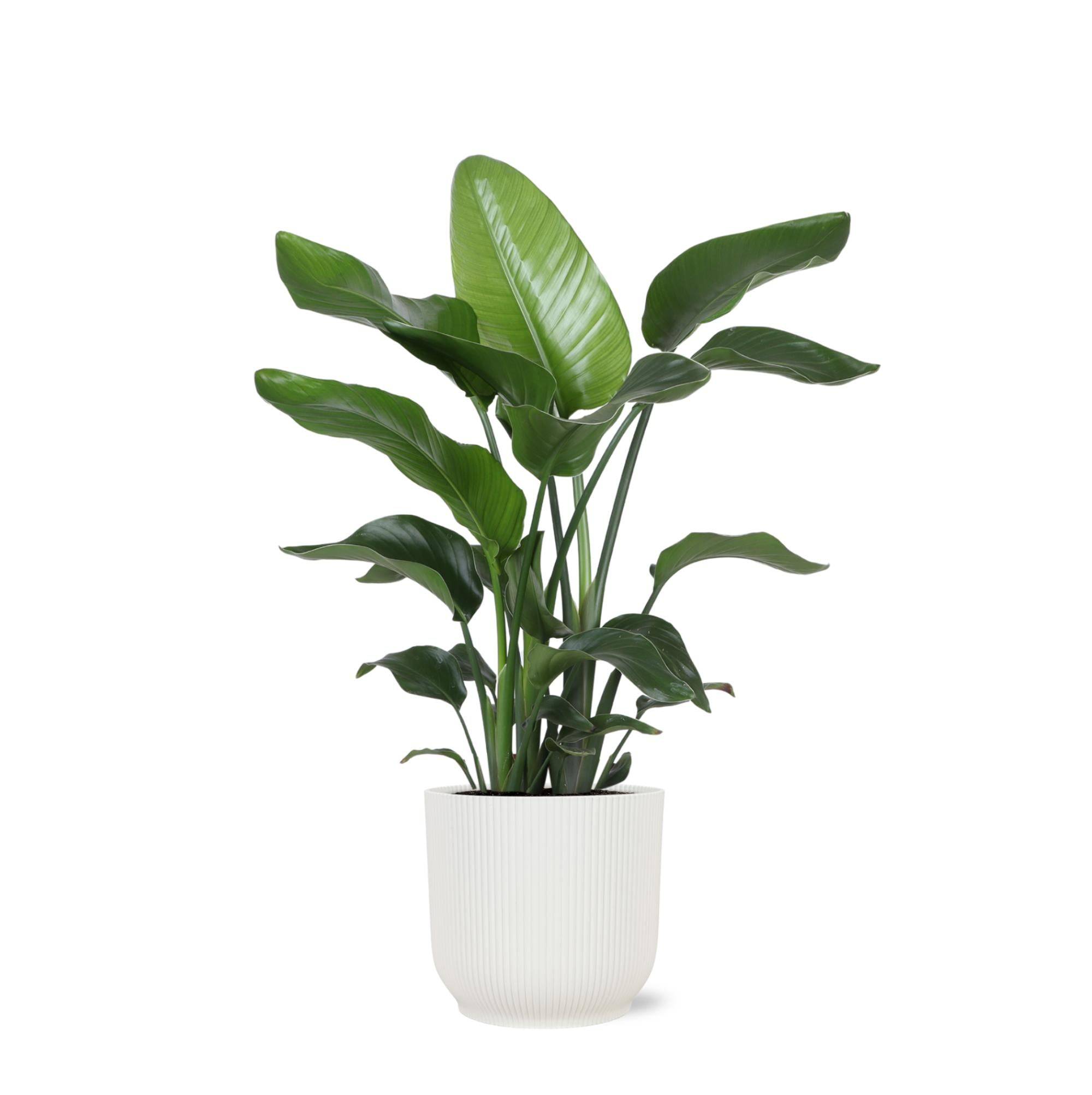 Strelitzia Nicolai et son pot- La Green Touch Relief Blanc - Hauteur 80cm