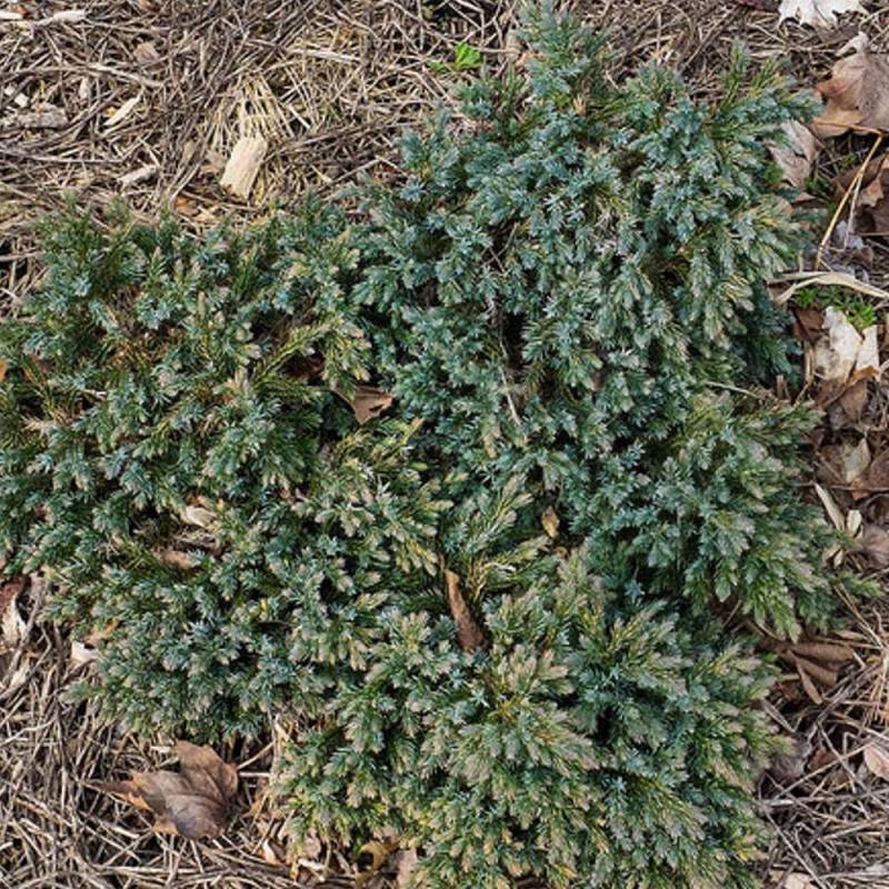 Genévrier écailleux Blue Star, Juniperus - Pot de 5L - 40/60 cm - Imagen 6