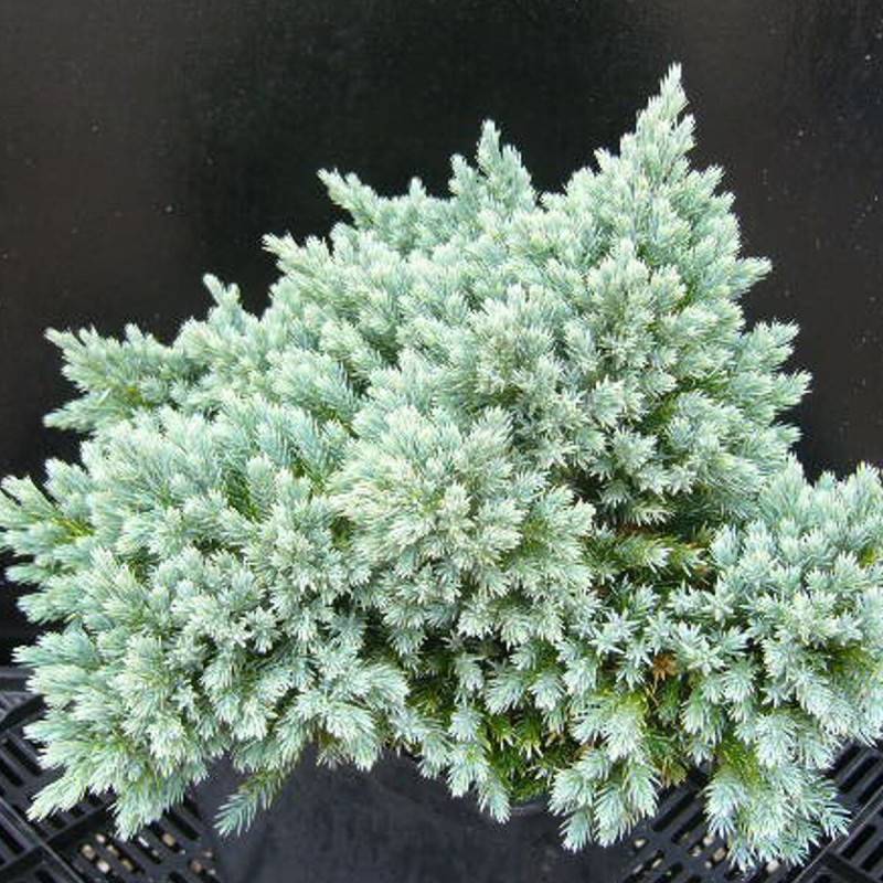 Genévrier écailleux Blue Star, Juniperus - Pot de 5L - 40/60 cm - Imagen 7