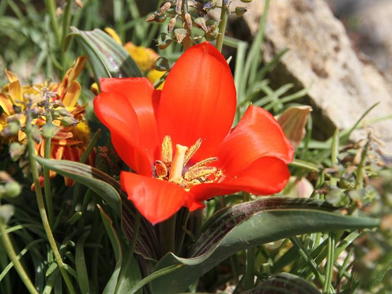 Promesse de Fleurs - Tulipe botanique greigii Petit Chaperon Rouge Bulbe calibre 11+ (par 10) - Image 1