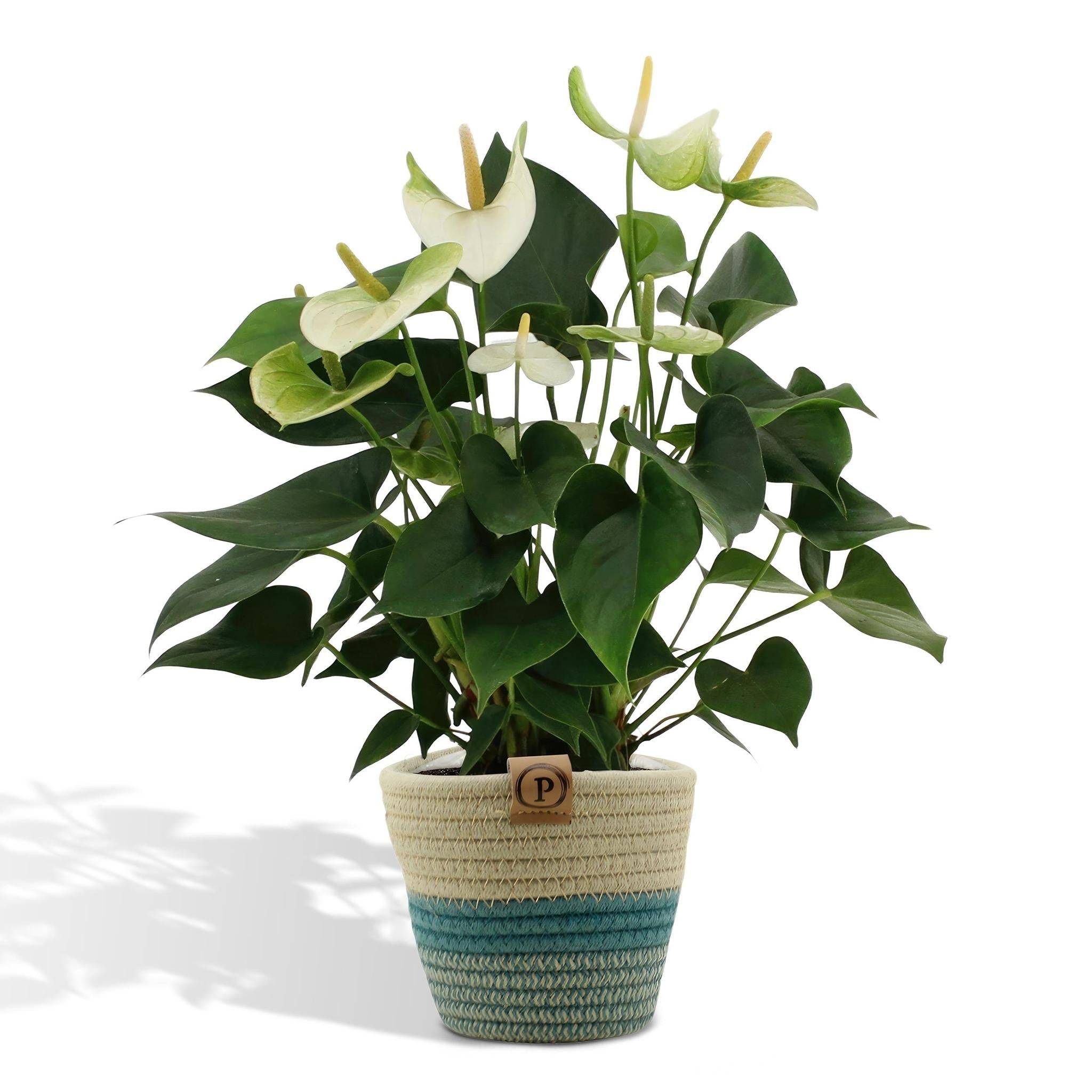 Anthurium andreanum Namora et son pot- La Green Touch Panier - Hauteur 45cm