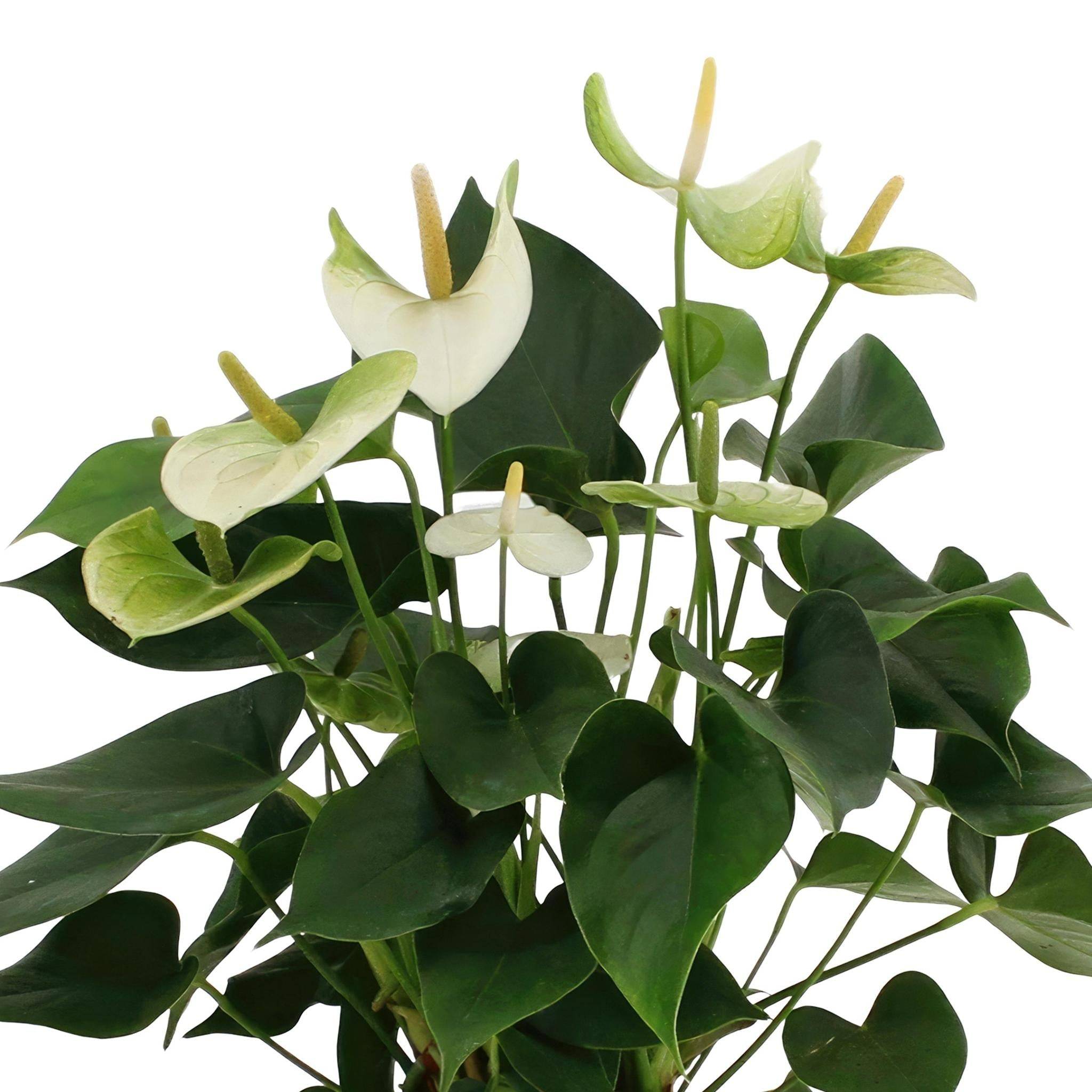 La Green Touch - Anthurium andreanum Namora et son pot- La Green Touch Panier - Hauteur 45cm - Imagen 3