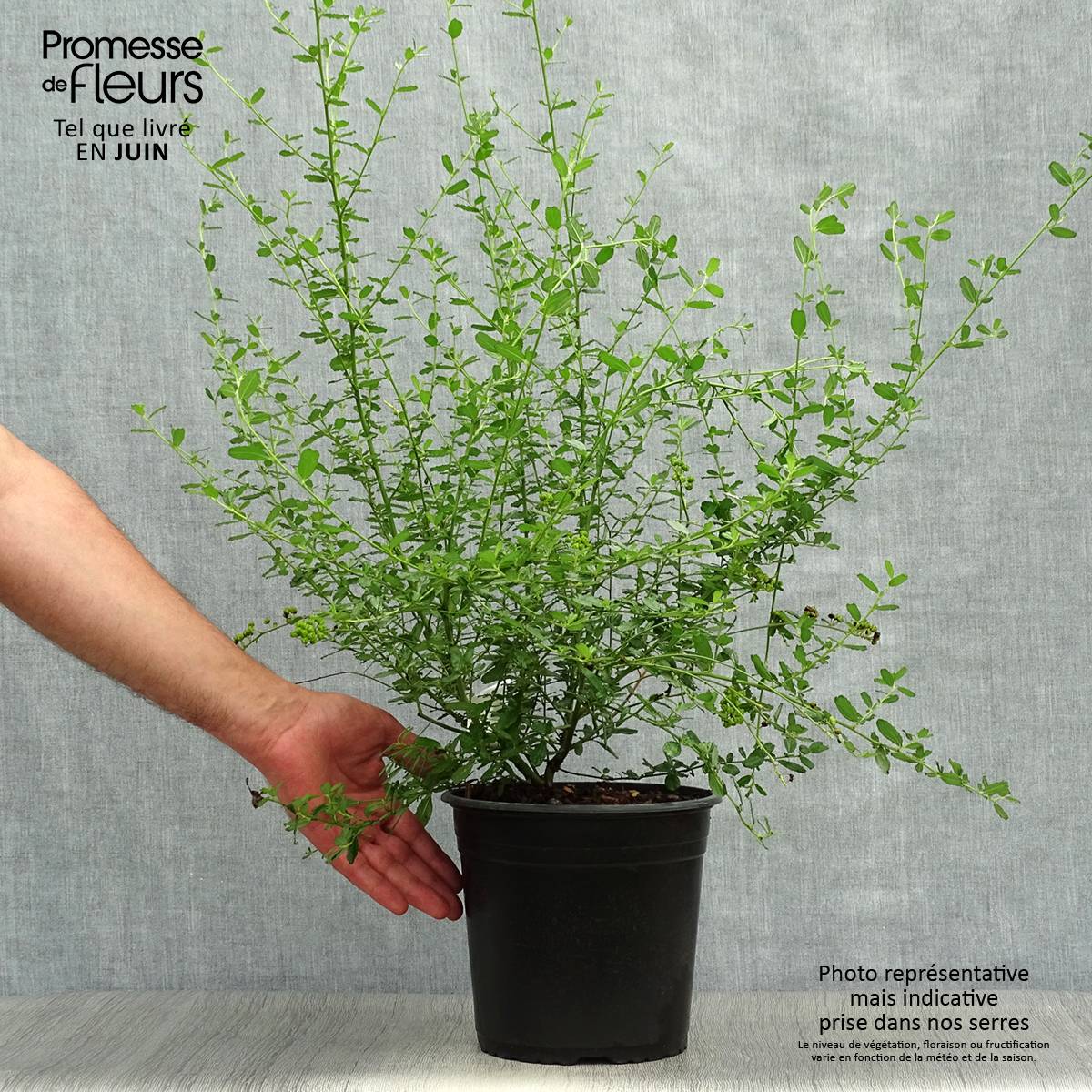 Promesse de Fleurs - Ceanothus Italian Skies - Lilas de Californie Pot de 4L/5L - Image 2
