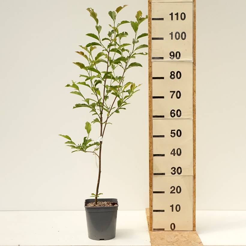 Magnolia George Henry Kern Pot de 3L/4L - Image 2