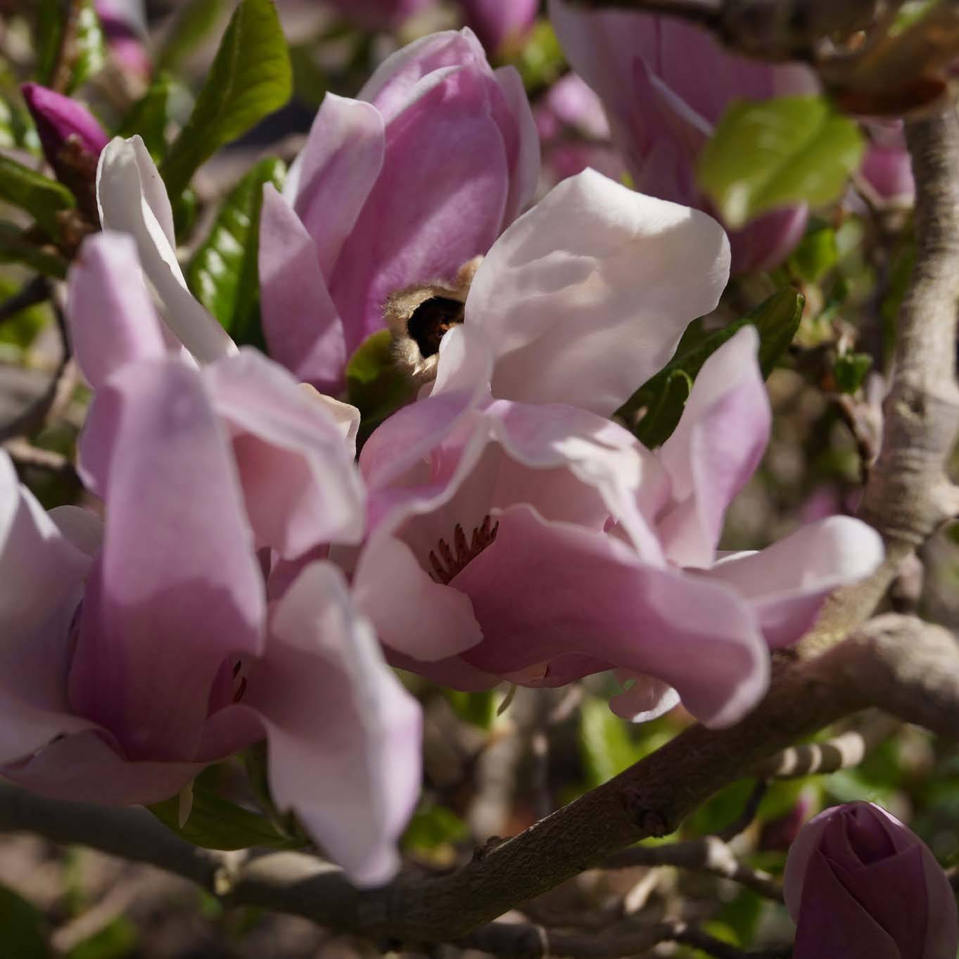 Magnolia George Henry Kern Pot de 3L/4L - Image 1