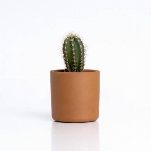 kit pot cactus - famille Cactus - Mr - Imagen 1