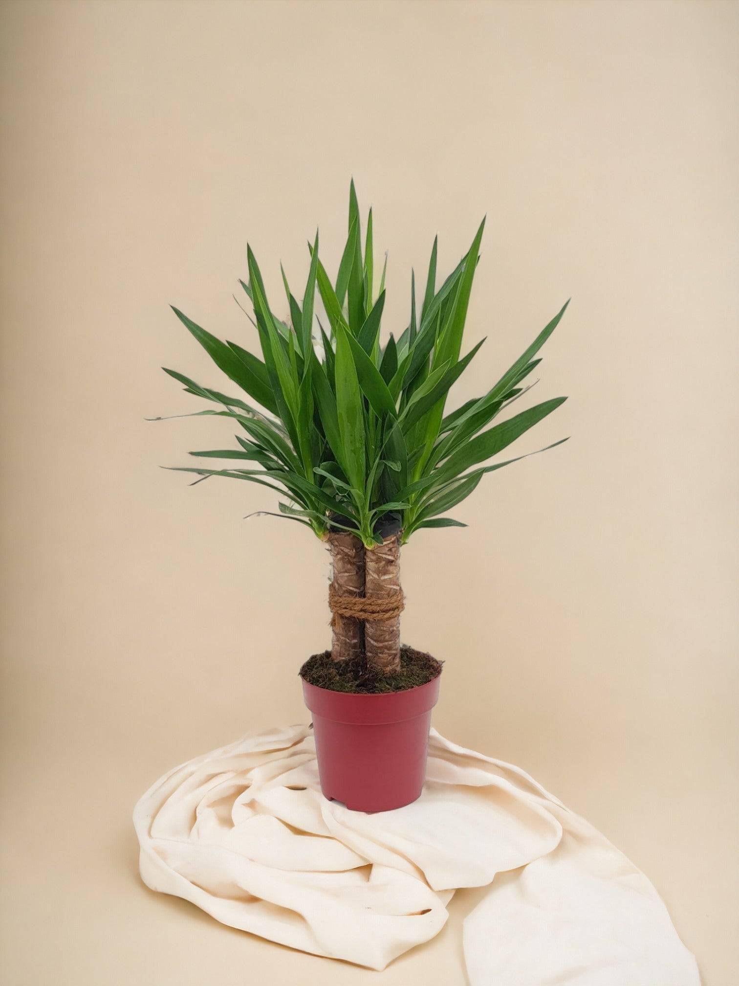 La Green Touch - Yucca Tres Cañas 70cm - Plante d'intérieur- La Green Touch - Imagen 2