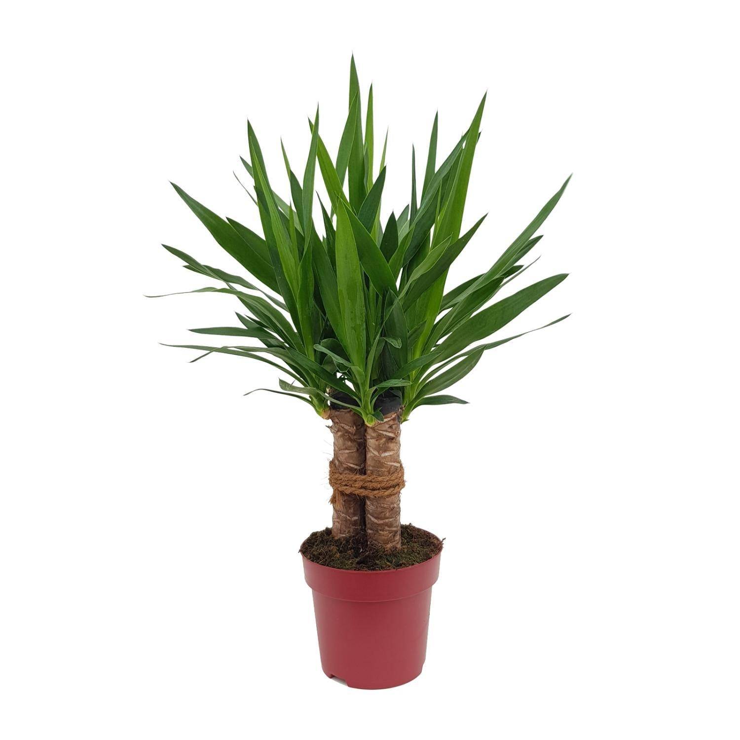 La Green Touch - Yucca Tres Cañas 70cm - Plante d'intérieur- La Green Touch - Imagen 3