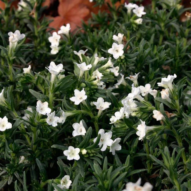 Lithodora diffusa Alba - Grémil blanc Godet de 8/9 cm