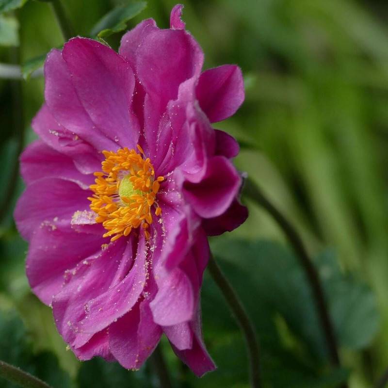 Anémone du Japon Rubra Plena à fleurs Rouge/ - feuillage Caduc - Godet - 5/20 cm - Imagen 1