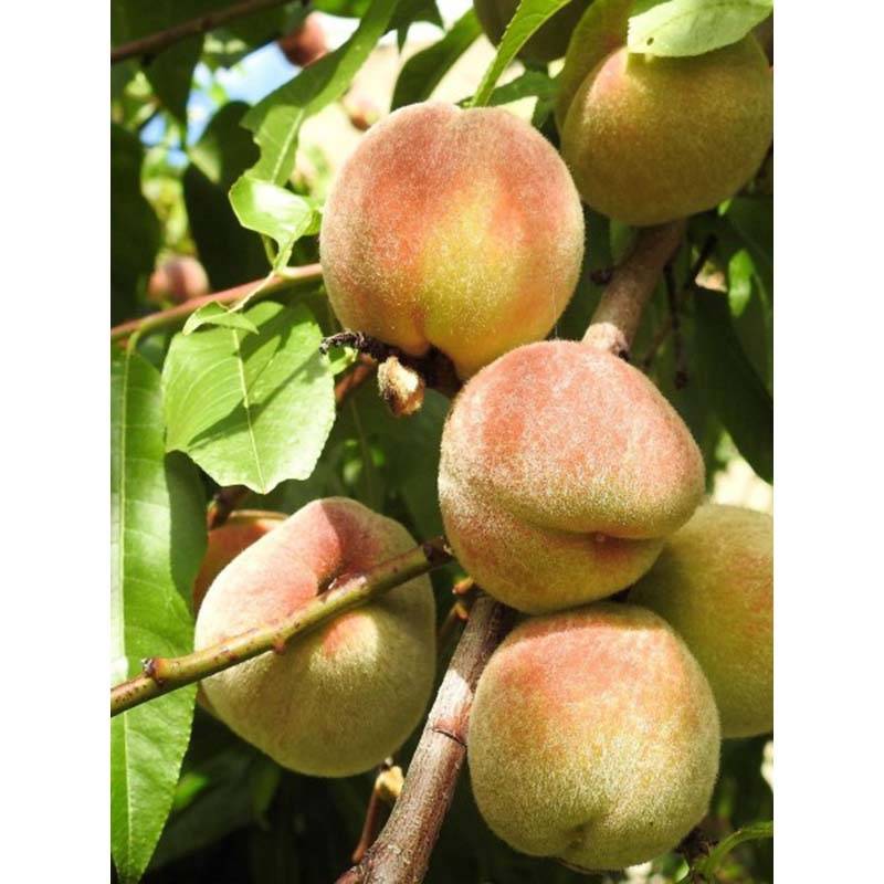 Promesse de Fleurs - Nectarinier - Prunus persica nucipersica Nectarose Pot de 7,5L/10L, Gobelet
