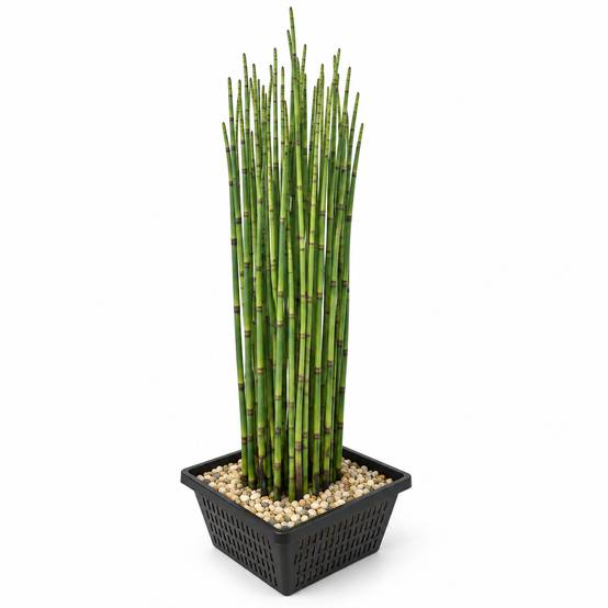 Prêle des eaux - Equisetum fluviatile - Lot de 4 avec panier - Image 1
