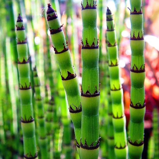 Prêle des eaux - Equisetum fluviatile - Lot de 4 avec panier - Image 3