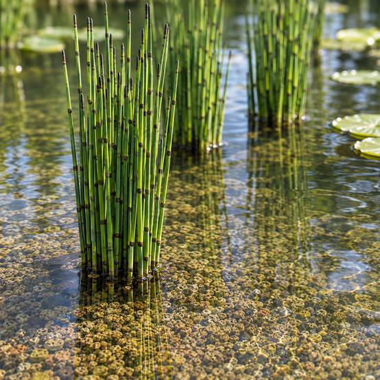 Prêle des eaux - Equisetum fluviatile - Lot de 4 avec panier - Image 2