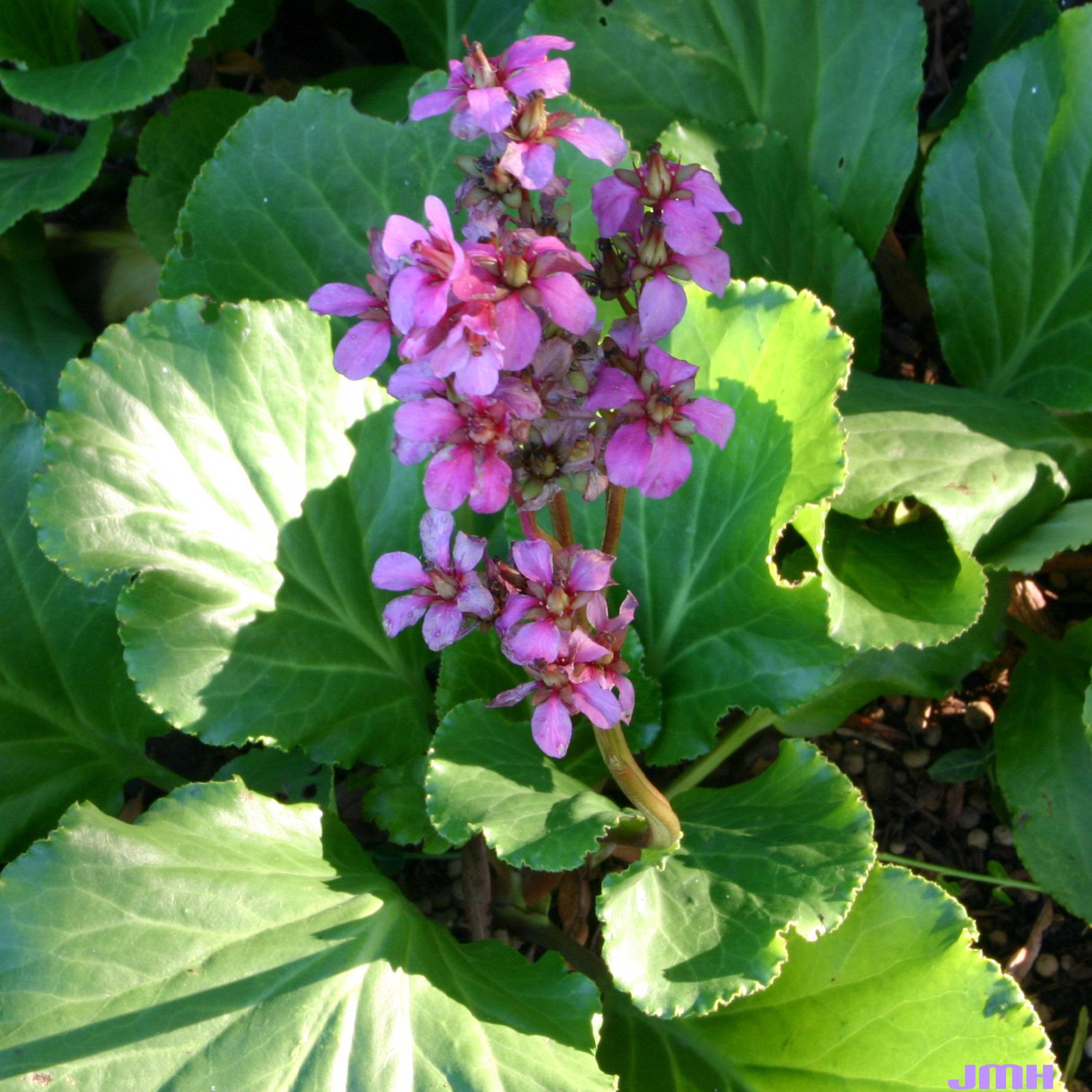 Bergenia Rotblum - Plante des savetiers Godet de 7/8 cm