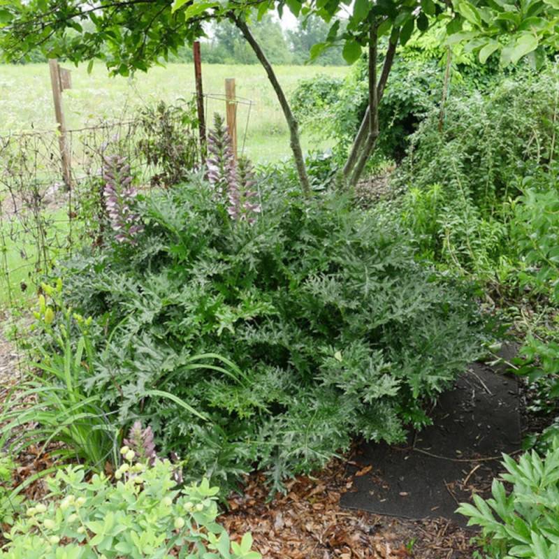 Acanthe épineuse, Acanthus à fleurs Blanche/Violette - feuillage Caduc - Lot de 9 godets - Imagen 6