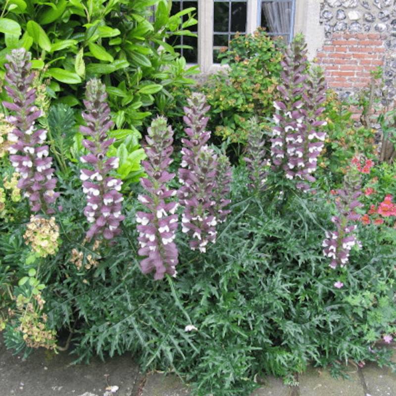 Acanthe épineuse, Acanthus à fleurs Blanche/Violette - feuillage Caduc - Lot de 9 godets - Imagen 1
