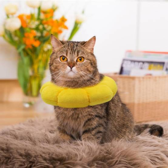 IntiMeg - Collier anti-léchage en forme de tournesol pour chat et chien IntiMeg - Image 6