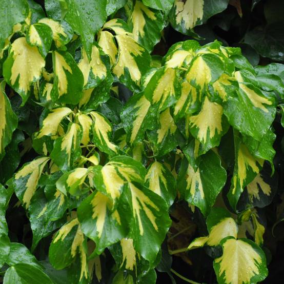 Promesse de Fleurs - Lierre de Colchide - Hedera colchica Sulphur Heart Godet de 8/9 cm