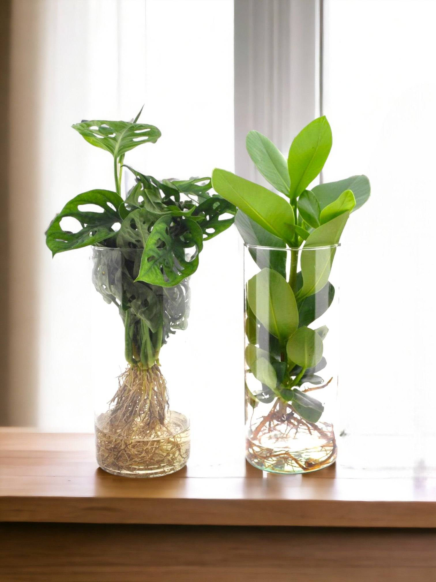 Duo de Plantes en Hydroculture - D12 H30cm - Image 1