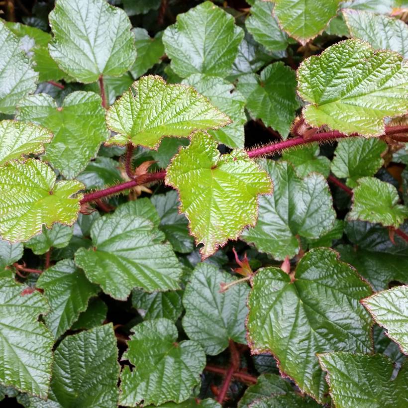 Ronce tricolor - Rubus tricolor Pot de 1L/1,5L - Image 1