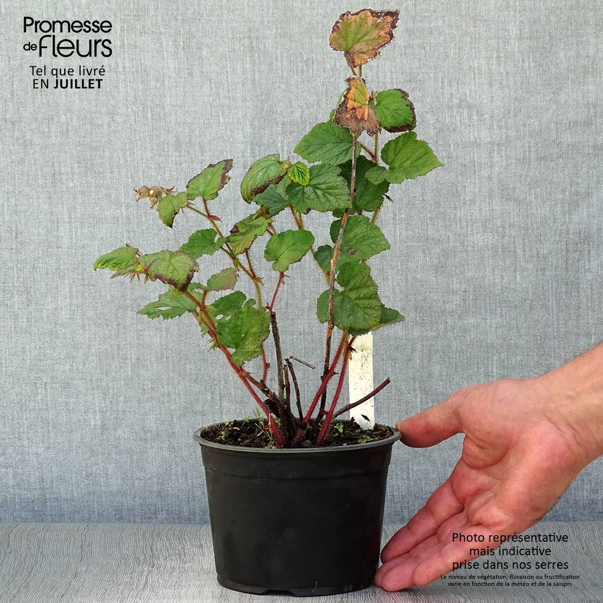 Ronce tricolor - Rubus tricolor Pot de 1L/1,5L - Image 2